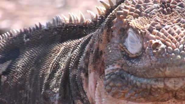 Iguana lézards énormes gros plan sur la côte rocheuse des îles Galapagos . — Video