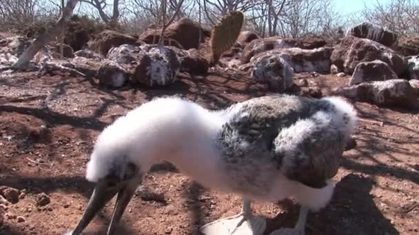 Bu genç kuş Pelikan Galapagos Adaları. — Stok video