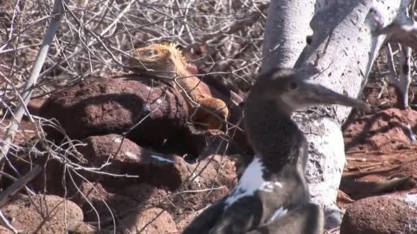 Iguana e Pelicano nas Ilhas Galápagos . — Vídeo de Stock