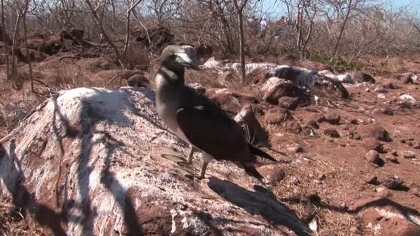 Bird pelican Flightless Cormorant Phalacrocorax harrisi on Galapagos Islands. — Stock Video