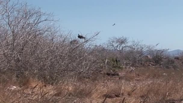 Fregat vogels met rode borst op de Galapagos eilanden. — Stockvideo