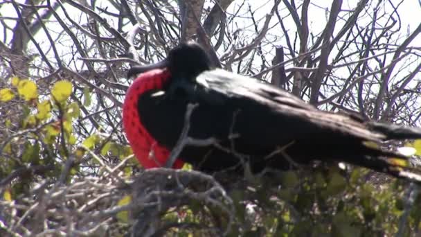 Frégate oiseau avec poitrine rouge sur les îles Galapagos . — Video