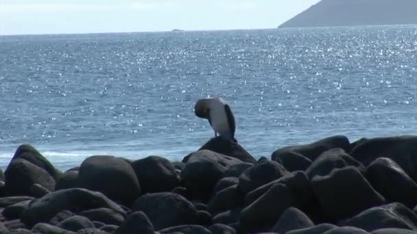 Madár a Galapagos-szigetek partjainál. — Stock videók