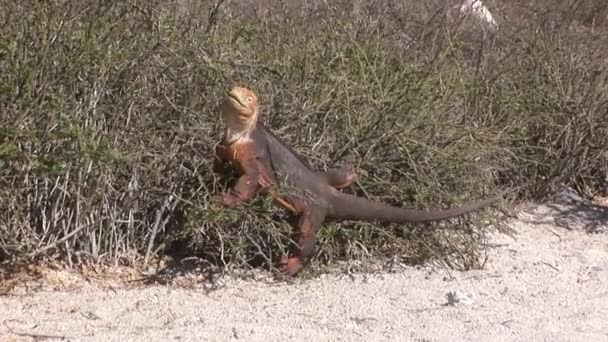 Iguana lagartos enormes . — Vídeos de Stock