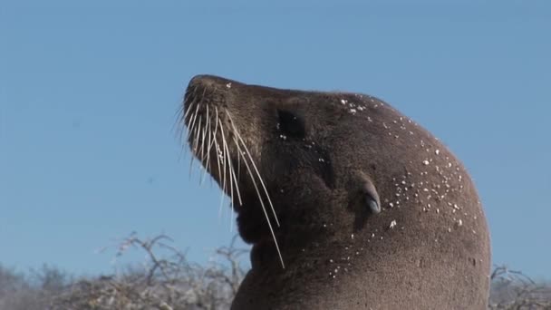 Zegel Leeuw ontspannen op strand Galapagos. — Stockvideo