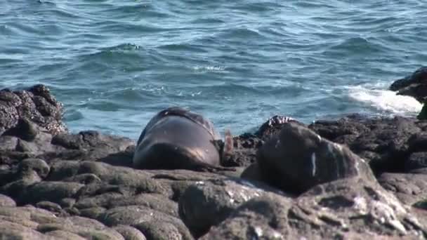 Zegel Leeuw ontspannen op strand Galapagos. — Stockvideo