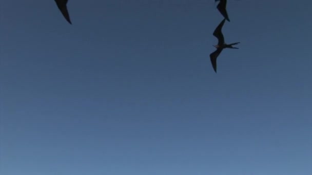 Fregattvögel fliegen in den Himmel über Galapagos-Inseln. — Stockvideo