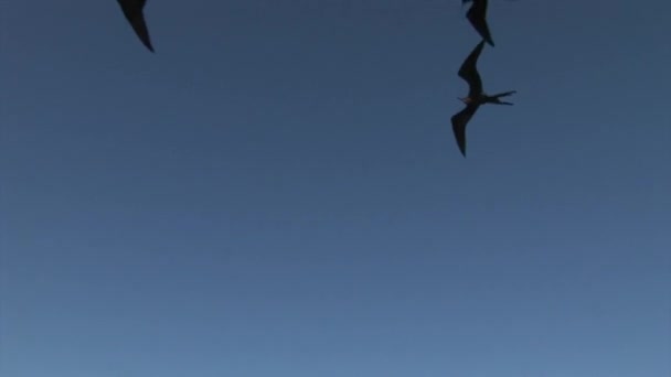 Fregat vogels vliegen in lucht over Galapagos eilanden. — Stockvideo