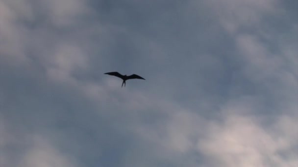 Frigate bird latać w niebo nad wyspy Galapagos. — Wideo stockowe