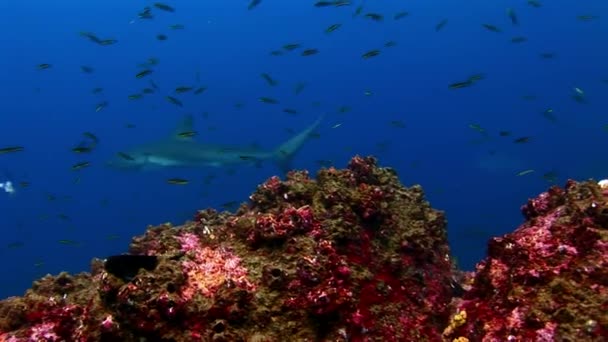 Galapagos cápa, háttérben a csodálatos víz alatti hal, a tengerfenék iskola. — Stock videók