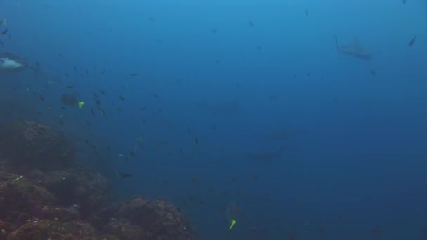 Galapagoshaai verbazingwekkende predator onderwater op zoek naar voedsel op de zeebodem. — Stockvideo