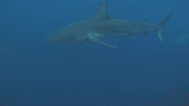 Galapagos Shark amazing predator underwater in search of food on seabed. — Stock Video