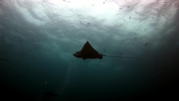 Manta ray ramp ikan di bawah air pada latar belakang dasar laut yang menakjubkan di Galapagos . — Stok Video