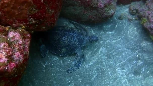 Tortue de mer sous-marine du lagon turquoise sur les Galapagos . — Video