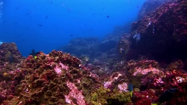 Морське дно під водою бірюзової лагуни на Галапагоських. — стокове відео