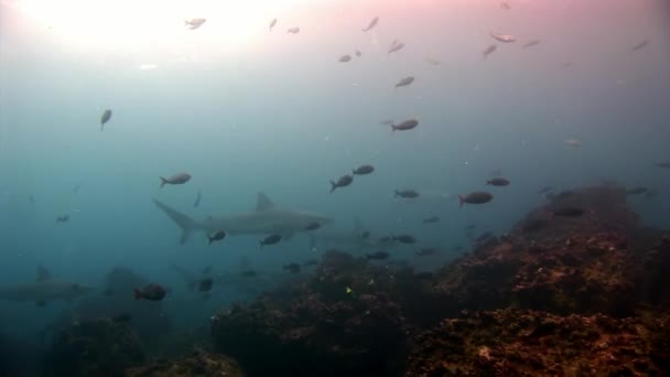 Tiburón de Galápagos increíble depredador bajo el agua en busca de comida en el fondo del mar . — Vídeo de stock