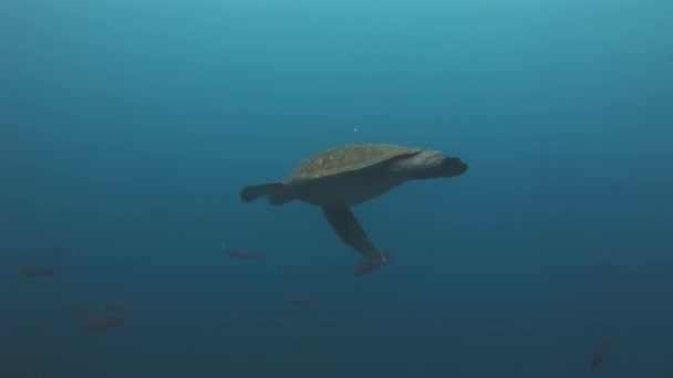 Zeeschildpad onderwater van turquoise lagune op Galapagos. — Stockvideo