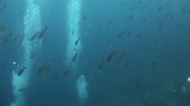 Scuba divers underwater on background of school fish in Galapagos. — Stock Video