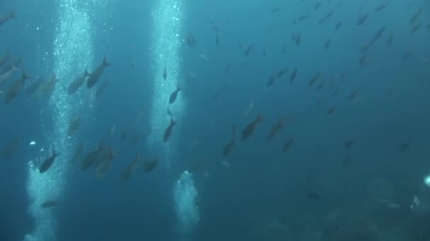 Mergulhadores submarinos no fundo de peixes escolares em Galápagos . — Vídeo de Stock