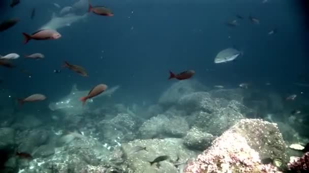 Hammerhead Shark kalapács ragadozó víz alatti a tengerfenék élelmet keresve. — Stock videók