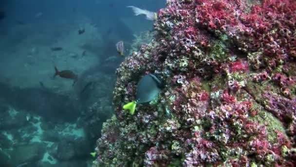 Peces mariposa bajo el agua en Galápagos . — Vídeos de Stock