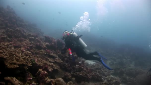 Taucher unter Wasser in Galapagos. — Stockvideo