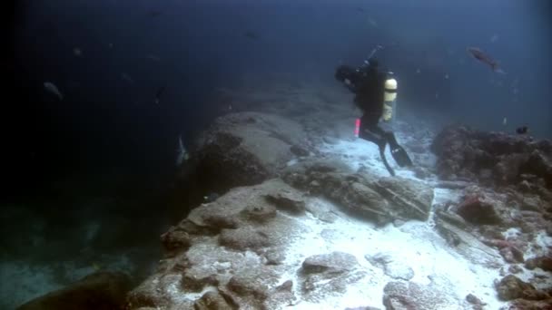 Potápěče pod vodou na pozadí školy ryb v Galapagos. — Stock video