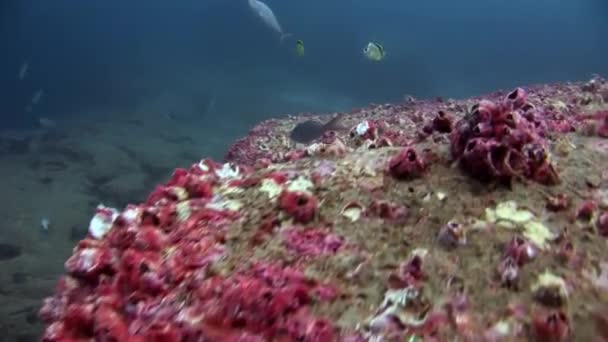 Havsbotten under vatten i Galapagos. — Stockvideo