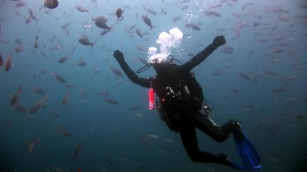 Scuba divers sualtı okul balık arka plan üzerinde. — Stok video