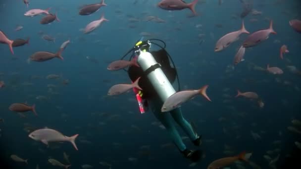 Taucher unter Wasser vor dem Hintergrund von Schwarmfischen in Galapagos. — Stockvideo