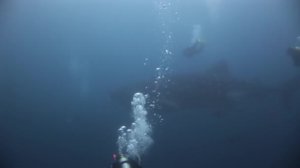 Walvis haaien in de buurt van duikers onder water op de achtergrond van de zeebodem in Galapagos. — Stockvideo