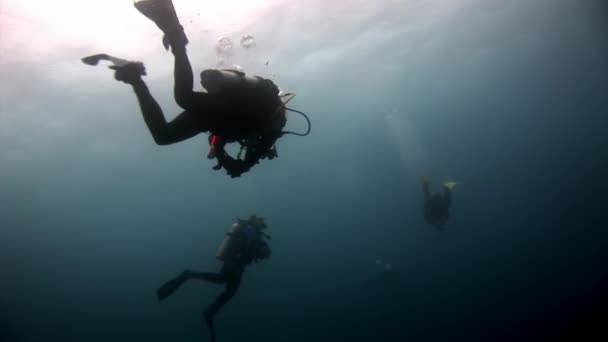 Buceadores bajo el agua sobre fondo en Galápagos . — Vídeo de stock