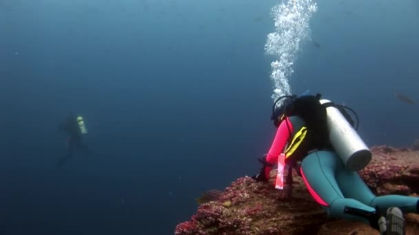 Scuba duikers onderwater in Galapagos. — Stockvideo