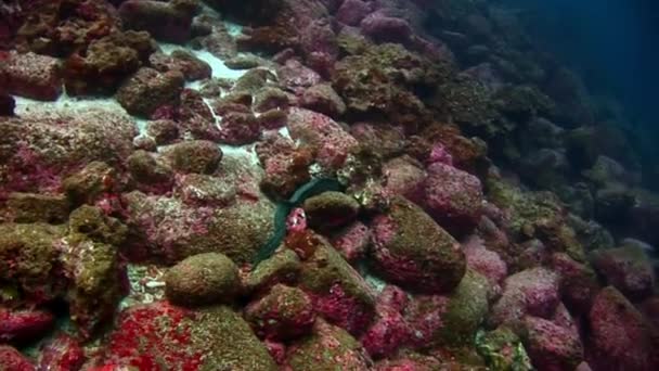 Murene onderwater turquoise lagune op Galapagos. — Stockvideo