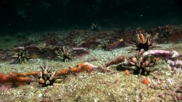 ガラパゴスの自然の海の水族館の海底のウニ — ストック動画