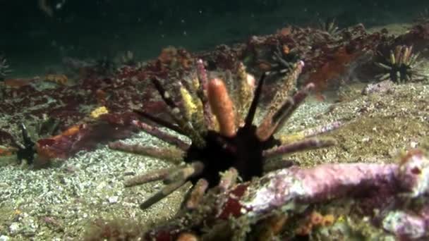 Sea urchin on seabed of natural sea aquarium in Galapagos — Stock Video