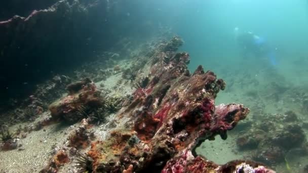 Sea urchin na dnie akwarium naturalnego morza w Galapagos — Wideo stockowe