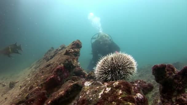 Seeigel und Taucher auf dem Meeresboden eines natürlichen Meeraquariums in Galapagos. — Stockvideo
