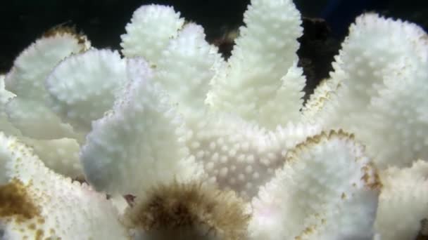 Corales blancos bajo el agua en el fondo marino de Galápagos . — Vídeos de Stock