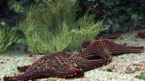 Hvězdice pod vodou na mořském dně v Galapagos. — Stock video
