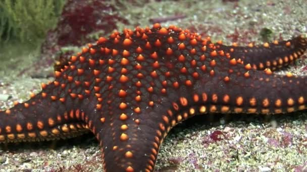 Starfish macro video closeup underwater on seabed in Galapagos. — Stock Video