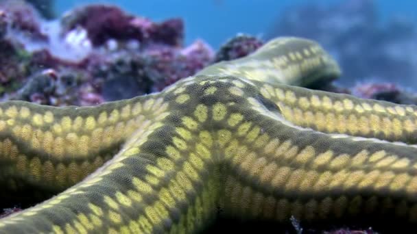 Starfish macro video primer plano bajo el agua en el fondo marino en Galápagos . — Vídeos de Stock
