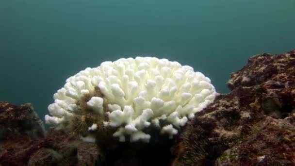 White corals on seabed of Galapagos. — Stock Video