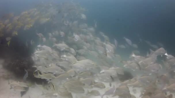 갈라파고스에 있는 수 중 물고기의 학교. — 비디오