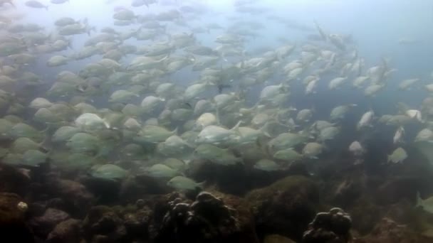 Escuela de peces en Galápagos . — Vídeo de stock