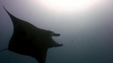 Dev Manta ray rampa balık güneş yansıma sualtı Maldivler arka plan üzerinde.