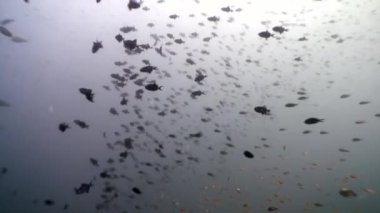 Güneş yansıma n Maldivler arka plan üzerinde su altında balık sürüsü.