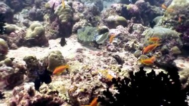 Maldivler muhteşem deniz dibinin arka plan üzerinde sualtı sakinleri.