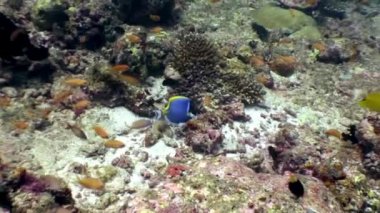 Maldivler muhteşem deniz dibinin arka plan üzerinde sualtı sakinleri.