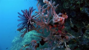 Motley deniz lily derisidikenliler sualtı Maldivler deniz yatağı üzerinde Crinoidea sınıfı.